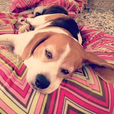 Vale The Beagle